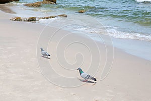 Pigeon is walking on the beach