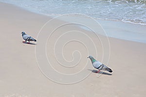 Pigeon is walking on the beach