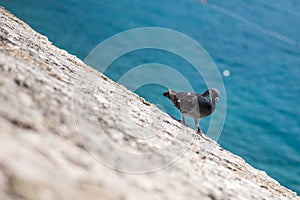 A pigeon walking on a cliff near sea