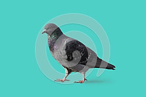 Pigeon  walking on the ground isolated with a blue colored background