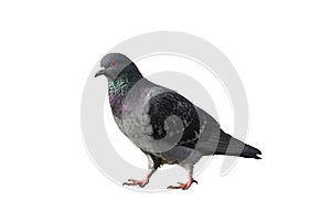 Pigeon  walking on the ground isolated with a white colored background