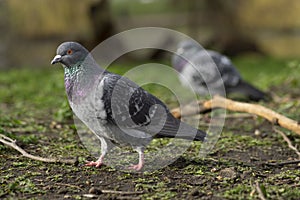 Pigeon  walking on the ground with sand and plants in a parc animal in the city