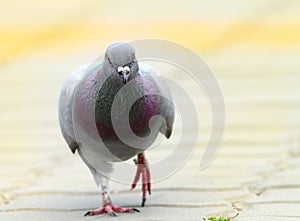 Pigeon walking towards the camera on urban alley