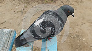 Pigeon walks on a bench