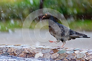 Pigeon walks on the edge of fountain