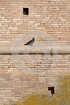 Pigeon on a wall