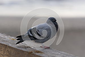 A pigeon on the wall