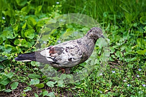 Pigeon wandering through the grass looking for food. Wild pigeon.