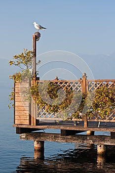 Pigeon on warm terrace on garda lake