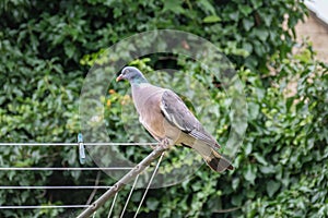 Pigeon on a washing line