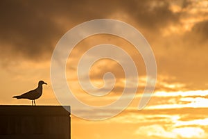 Pigeon Watching the Sunset in Porto