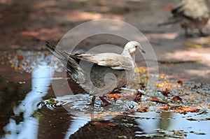 Pigeon on the Water