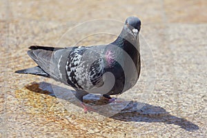 Pigeon in the water in a fountain