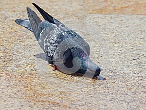 Pigeon in the water in a fountain