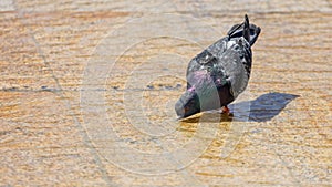Pigeon in the water in a fountain