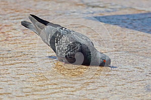 Pigeon in the water in a fountain