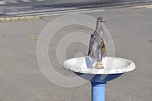 Pigeon at the water fountain on a hot day