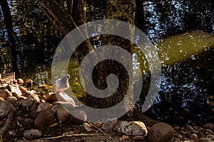 Pigeon by the water of a lake with sunset light entering