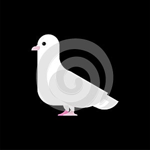 Pigeon white isolated. Dove on black background. Vector illustration