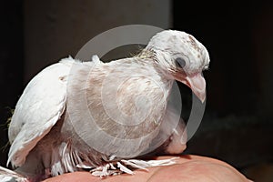 Pigeon white nestling domestic