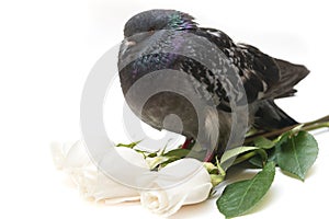Pigeon and white roses isolated on white