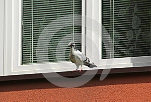 Pigeon on the window