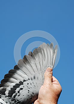 Pigeon wing