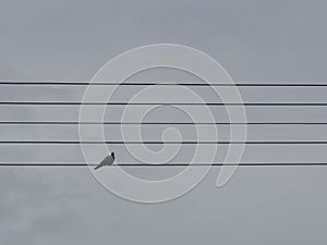 Pigeon on the wire like note on the sheet music