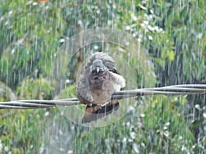 A pigeon on a wire under the rain