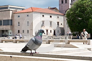 Paloma en la ciudad centro 