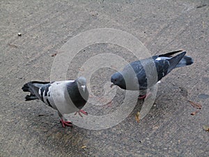 Pigeons