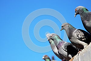 Pigeons