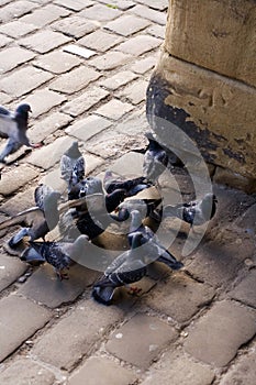 Pigeons