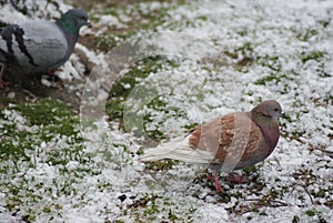 Pigeons