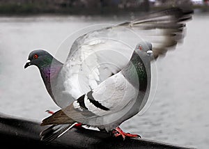 Pigeons