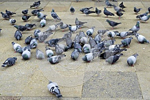 Pigeons