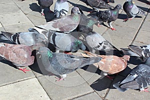 Pigeons