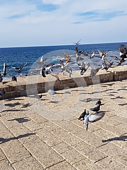 Pigeons on Acre