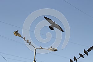 Pigeons against blue sky. Birds in city. Flight of pigeons