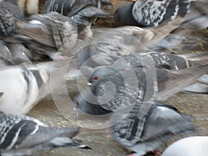 Pigeons animals of class Aves birds