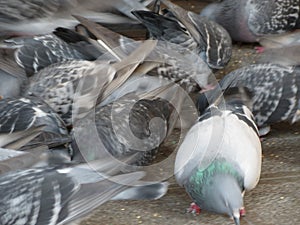 Pigeons animals of class Aves birds