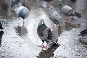 pigeons in the background and a brazen pigeon stands wet in the rain