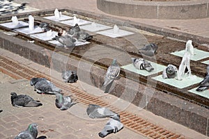 Pigeons bathe in the fountain.