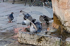 Pigeons bathe in the fountain.