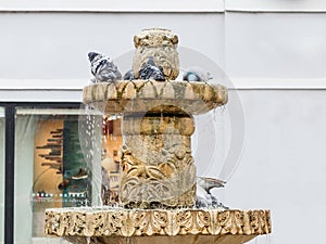 Pigeons bathe in the fountain on the Nicolae Balcrscu street in Sibiu city in Romania