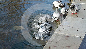 Pigeons bathe in the lake