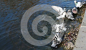 Pigeons bathe in the lake