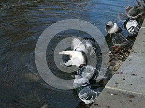 Pigeons bathe in the lake
