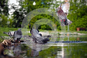 Pigeons bathe in the pond. Splashes, drops of water. The summer heat