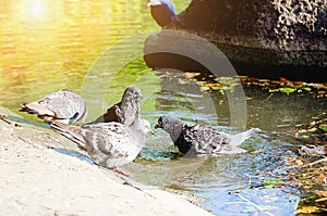 Pigeons bathe in the water on a summer day